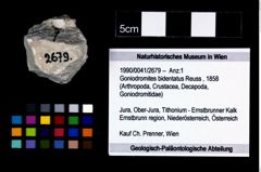 Foto (Objekt + Etikett) von Goniodromites bidentatus (Reuss, 1858)  (NHMW-GEO-1990-0041-2679)